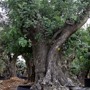 CAROB TREE