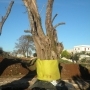 13 METRES OLIVE TREE MILLENARIO