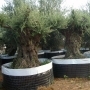LECCINO BONSAI OLIVE TREE