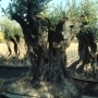 AVERAGE BONSAI OLIVE TREE