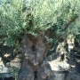 SMALL BONSAI OLIVE TREE