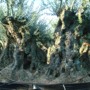 CENTENNIAL BONSAI OLIVE TREE