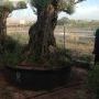 CENTENNIAL BONSAI OLIVE TREE