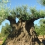 BONSAI OLIVE TREE