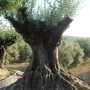 BONSAI OLIVE TREE