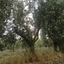 DECENNIAL OLIVE TREE