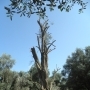 THOUSAND-YEAR-OLD OLIVE TREES 13 METRES IN A LUMP