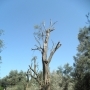 THOUSAND-YEAR-OLD OLIVE TREES 13 METRES IN A LUMP