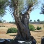 CENTENNIAL OLIVE TREE