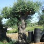 CENTENNIAL OLIVE TREE