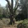LARGE CENTENNIAL OLIVES IN A LUMP FROM 3,5 TO 4,2 METRES