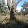 LARGE CENTENNIAL OLIVES IN A LUMP FROM 3,5 TO 4,2 METRES