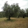 CENTENNIAL OLIVE TREES IN A LUMP WITH A GIRTH GOING FROM 2 TO 3 METRES