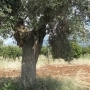 CENTENNIAL OLIVE TREES IN A LUMP WITH A GIRTH GOING FROM 2 TO 3 METRES